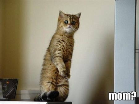 mom?